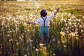 back view boy child in run on a field with white dandelions at sunset in summer. Royalty Free Stock Photo