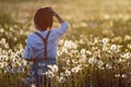 back view boy child in stand on a field with white dandelions at sunset in summer. Royalty Free Stock Photo