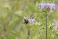 Brown belted bumblebee on bee balm flower