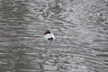 Back view of Canvasback swimming in gray water