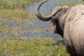 Back view of a Cape Buffalo at a water source in Amboseli National Park Kenya, Africa Royalty Free Stock Photo