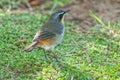 Back-view of a Cape Robin-Chat, Cossypha caffra Royalty Free Stock Photo