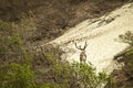 Back view of Caribou with large antlers crossing a patch of snow in Denali National Park Alaska USA