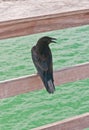 Black crow standing on wood railing in tropical water