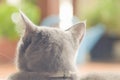 Back view close up head of cute grey cat on blurred nature background Royalty Free Stock Photo