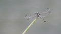 Back view of clubtail dragonfly on the twig
