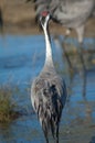 Back view of a common crane Grus grus.