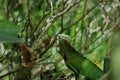 Back view of a common green forest lizard looking at prey while sitting between tree twigs Royalty Free Stock Photo