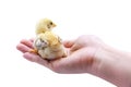 Cute baby chick sitting on hand. Isolated on white background Royalty Free Stock Photo