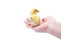 Cute baby chick sitting on hand. Isolated on white background Royalty Free Stock Photo