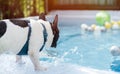 Back view of cute little French Bulldog ready to jump into swimming pool Royalty Free Stock Photo