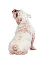 Back View of Dog With Demodectic Mange Royalty Free Stock Photo