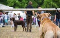 Back view of a dog watching dogs and people taking part in dog show competition