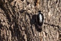 Back view of a downey woodpecker on tree bark
