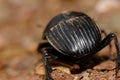 Back view of a earth-boring dung beetle.