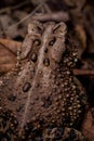 Eastern American Toad close-up, anaxyrus americanus, back view with cranial crests and parotoid glands Royalty Free Stock Photo