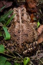 Back view of the Eastern American Toad sitting in grasses and dry leaves wart dark spots and center line visible