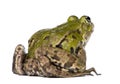 Back view of a Edible Frog - Rana esculenta