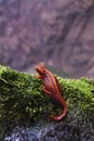 Back View of an Emperor Newt on a Rock and Little Plants