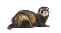 Back view of a European polecat looking back, isolated, ferret Royalty Free Stock Photo