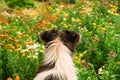 Back view on a black and white dog on the background of field of bright colorful flowers. Royalty Free Stock Photo