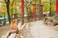 Back view of fox sitting infront of japanese torii