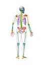 Back view of the full human male skeleton with body 3D rendering illustration isolated on white with copy space. Anatomy or Royalty Free Stock Photo
