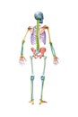 Back view of full human male skeleton or skeletal system 3D rendering illustration isolated on white with copy space. Anatomy or Royalty Free Stock Photo