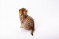 Ginger striped scottish fold kitten