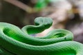 Back view Green Pit Viper Royalty Free Stock Photo