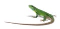 Back view of a green Timon pater specie of Wall lizard Royalty Free Stock Photo