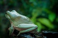 Back view of a green tree frog on brown rotted wood Royalty Free Stock Photo