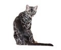 Back view on a Grey Bengal cat looking back at the camera, isolated on white Royalty Free Stock Photo