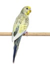 Back view of a grey rainbow Budgerigar on a wooden perch