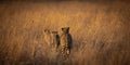 Back view of group of cheetahs wandering through tall brown plants in Rietveld nature reserve,