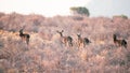 Back view of a group of deers running on a field