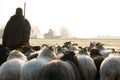 Back view of a herd of sheep with a shepherd in the winter sun Royalty Free Stock Photo