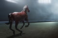 Back view of horse run on race track at night Royalty Free Stock Photo