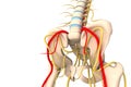 back view of human lumbar vertebra