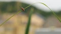 Back View of Japanese Pectocera Hige on The Leaves