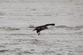 Back view of a juvenile bald eagle flying over the Mississippi River