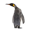 Back view of a king penguin Royalty Free Stock Photo