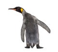 Back view of a king penguin Royalty Free Stock Photo