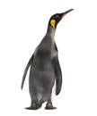 Back view of a king penguin Royalty Free Stock Photo