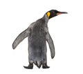 Back view of a king penguin Royalty Free Stock Photo