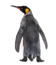 Back view of a king penguin Royalty Free Stock Photo