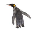 Back view of a king penguin Royalty Free Stock Photo