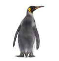 Back view of a King penguin Royalty Free Stock Photo