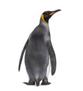 Back view of a King penguin Royalty Free Stock Photo