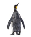 Back view of a King penguin looking up